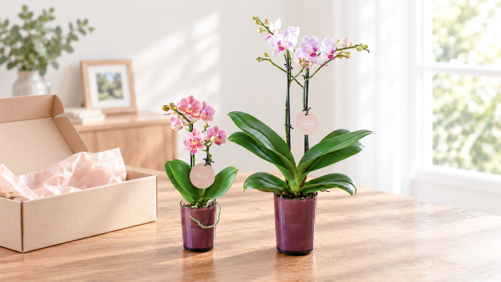 Grandparents' Day Parent-Child Orchid Growing Workshop: Grow Matching Orchids with Grandpa and Grandma!