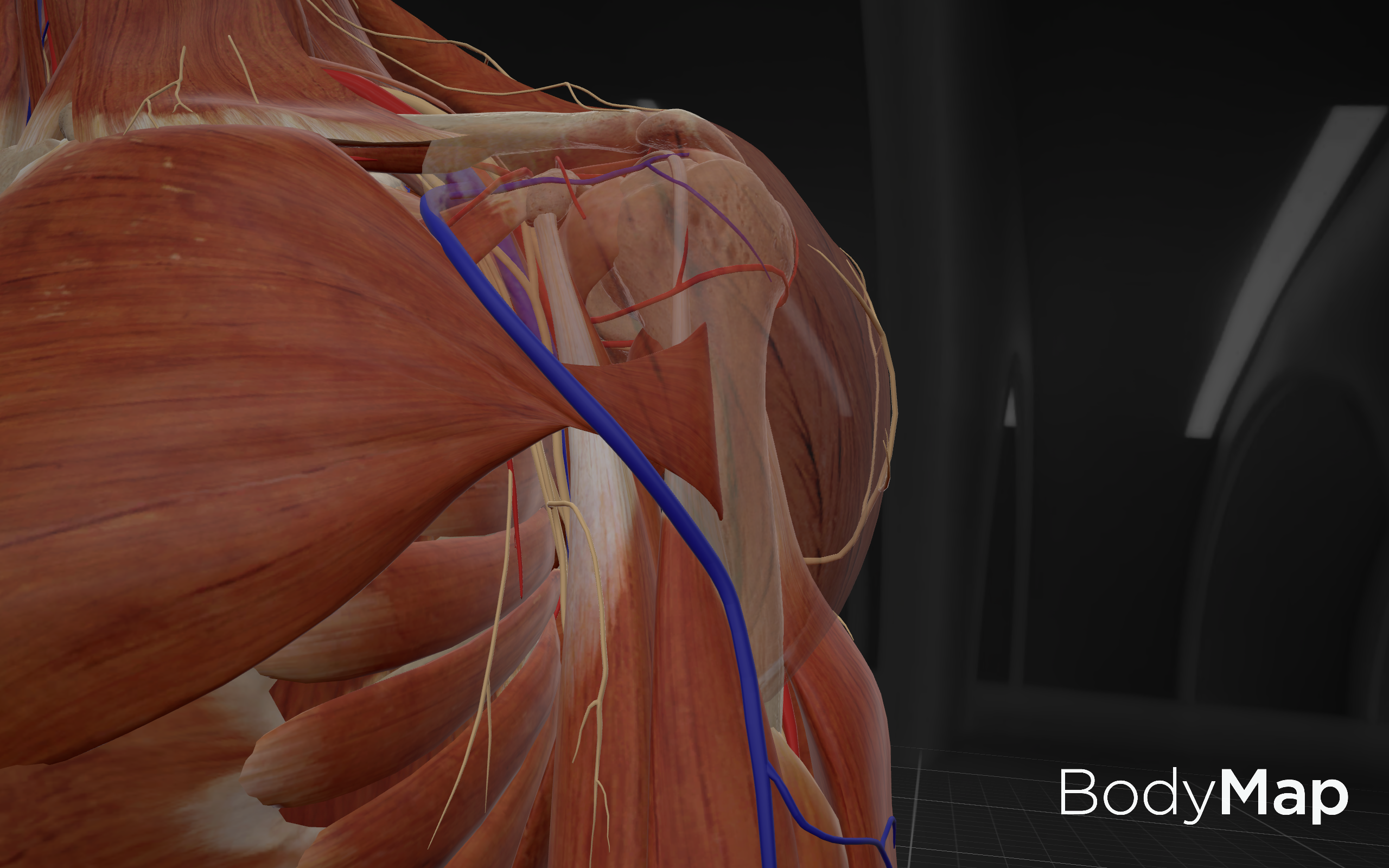 Body Map / Acu Map